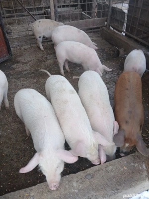 Vând purcei de 12 săptămâni  - imagine 3