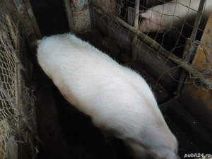 Vând porci soldani și mari 12 bucăți 60,130 kg  - imagine 4
