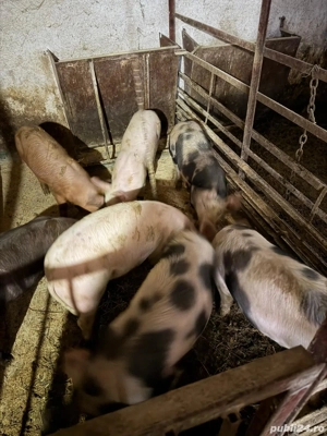 Vand grăsuni  - imagine 3