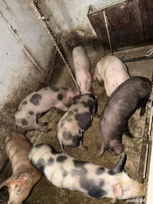 Vand grăsuni  - imagine 2