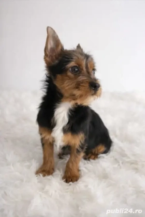 Băiețel Yorkshire 6 luni
