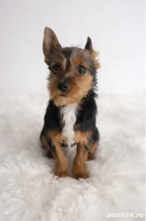 Baiat Yorkshire 6 luni de vânzare  - imagine 4