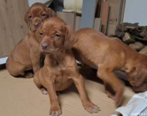 De vanzare Vijla maghiara  - imagine 2