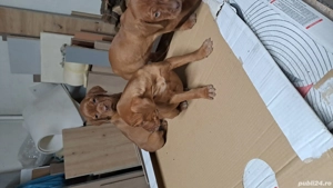 Catei vijla maghiara - imagine 5