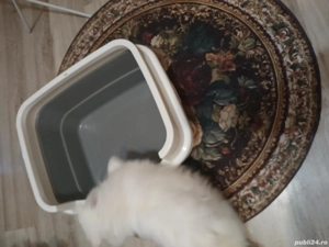 Litiera ptr pisici - imagine 2