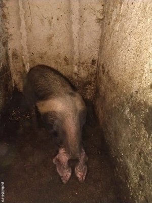 disponibil vier bazna  - imagine 4