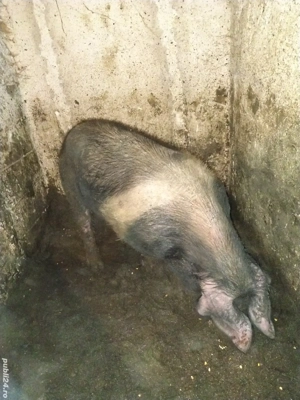 disponibil vier bazna  - imagine 5