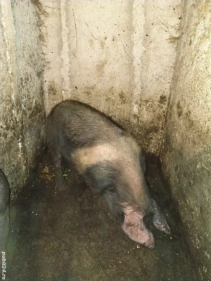 disponibil vier bazna  - imagine 3