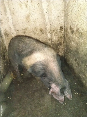 disponibil vier bazna  - imagine 2