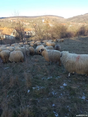 Vând oi țurcane gestante  - imagine 2