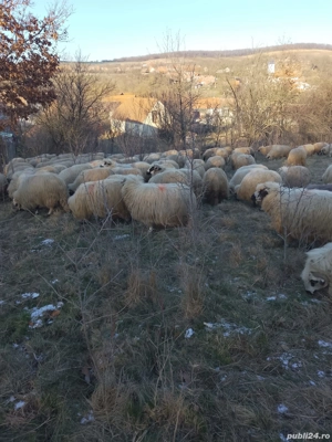 Vând oi țurcane gestante  - imagine 3