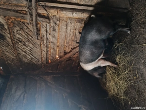 Scroafă Marele Alb și vier Bazna 