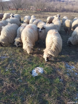 Vând oi țurcane gestante