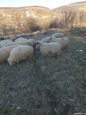 Vând oi țurcane gestante  - imagine 5