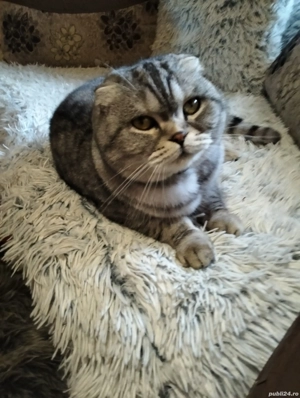 Vind pisică de rasă Sorttishhi fold  - imagine 2