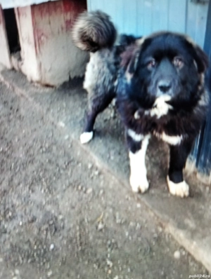 Vind catelusa rasă de Ciobanesc de Bucovina corb  - imagine 2