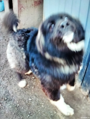 Vind catelusa rasă de Ciobanesc de Bucovina corb  - imagine 3