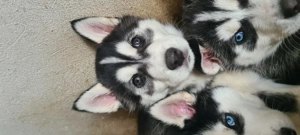 Pui Husky Siberian - imagine 3