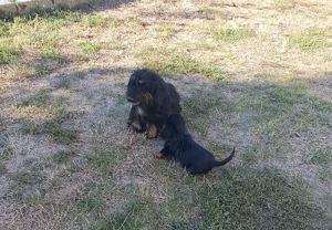 Vand catelusa teckel sarmos