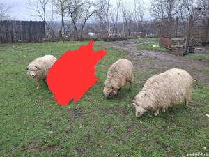 Se vând oi țurcane 