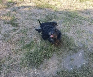 Vand catelusa teckel sarmos - imagine 2