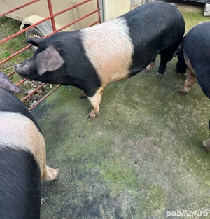 Porc de taiat - imagine 4