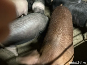 Porc pentru tăiat calitate premium! - imagine 3