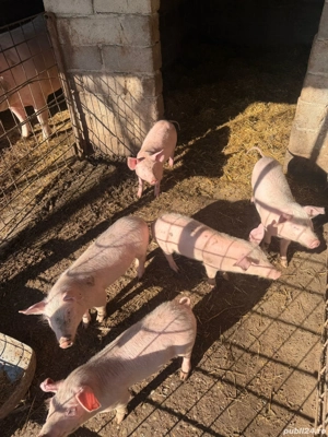  Purceluși Landrace  - imagine 2