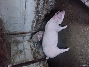 vand 2 purcele pt reproductie