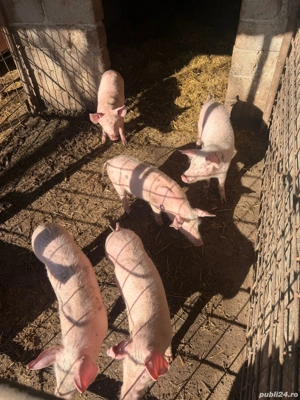  Purceluși Landrace  - imagine 5