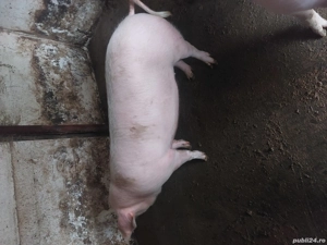 vand 2 purcele pt reproductie - imagine 3