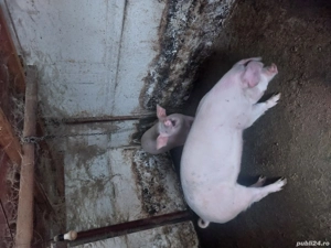 vand 2 purcele pt reproductie - imagine 2