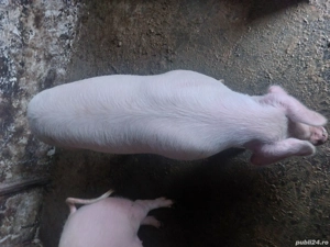 vand 2 purcele pt reproductie - imagine 4