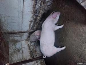 vand 2 purcele pt reproductie - imagine 5