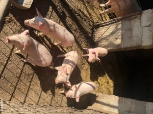  Purceluși Landrace  - imagine 4