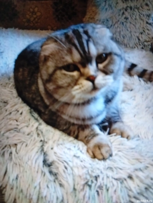 Vind pisică de rasă Scottish fold 
