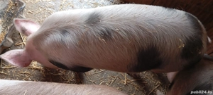 Ocazie, porci pietrean, ultimi 2 disponibili  - imagine 4