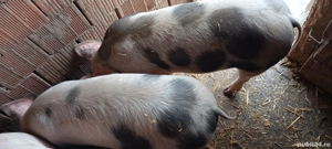 Ocazie, porci pietrean, ultimi 2 disponibili  - imagine 5