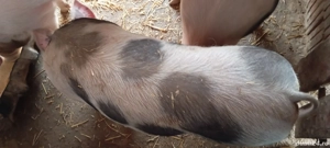 Ocazie, porci pietrean, ultimi 2 disponibili  - imagine 2