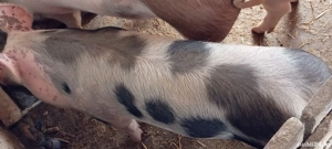 Ocazie, porci pietrean, ultimi 2 disponibili  - imagine 3