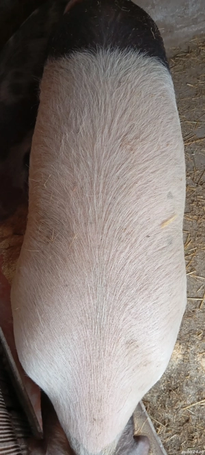 Porci de vânzare  - imagine 6