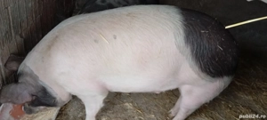 Porci de vânzare  - imagine 3