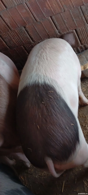 Porci de vânzare  - imagine 5