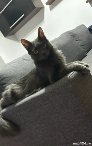 Donez pisică - Albastru de Rusia