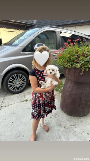 3  Bichon    Frise - imagine 2