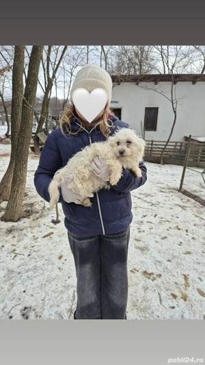 3  Bichon    Frise - imagine 3