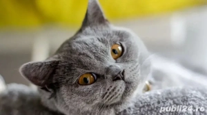 Fetiță British Shorthair Blue  - imagine 2