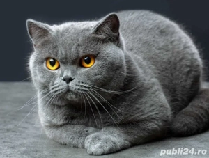 Fetiță British Shorthair Blue 