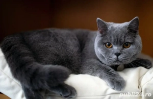 Fetiță British Shorthair Blue  - imagine 3