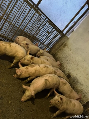 purceii 10 saptamani